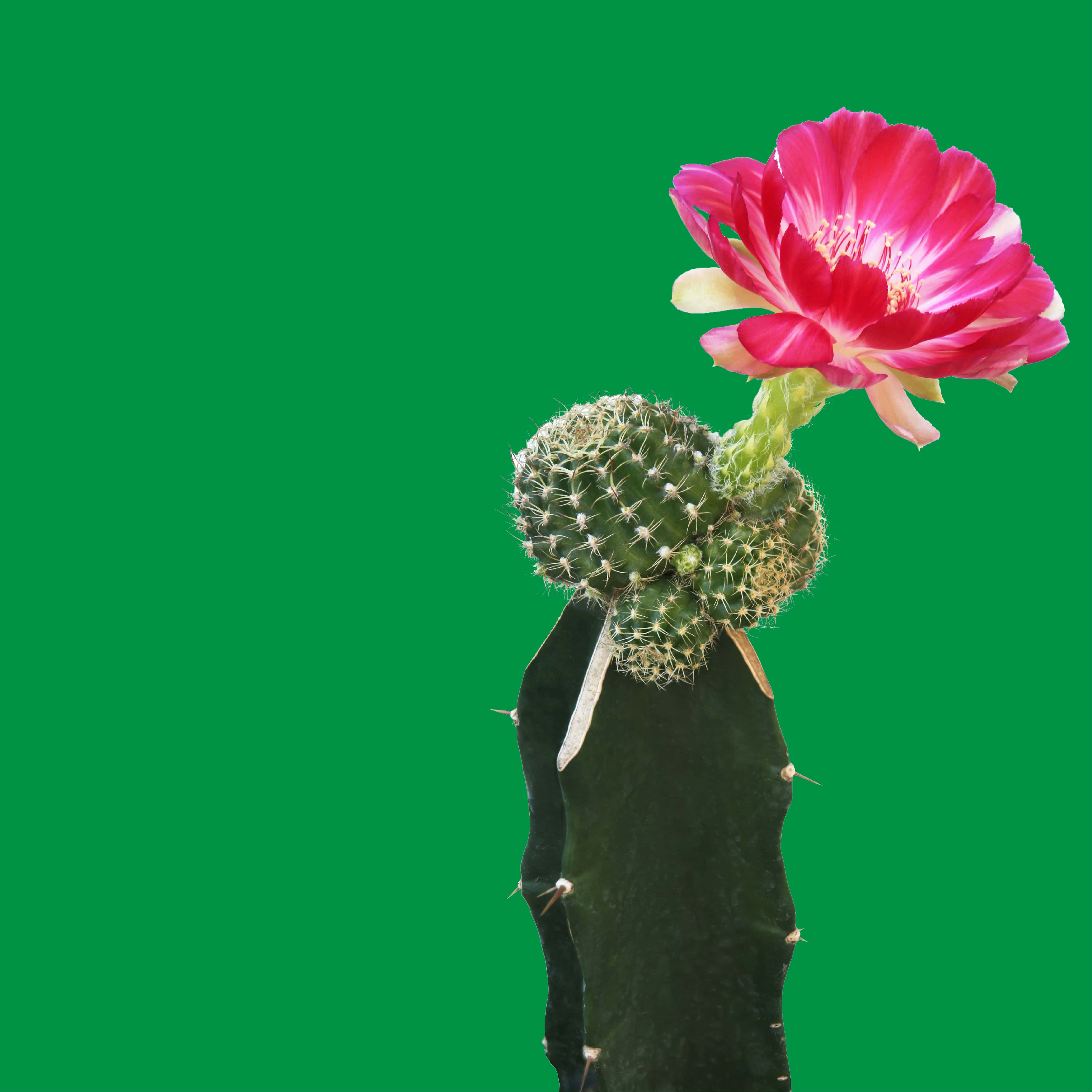 NO. 1105 Fragrance Oil for Soaps & Candles - Inspired by: Cactus Blossom by Bath & Body Works - Image 2