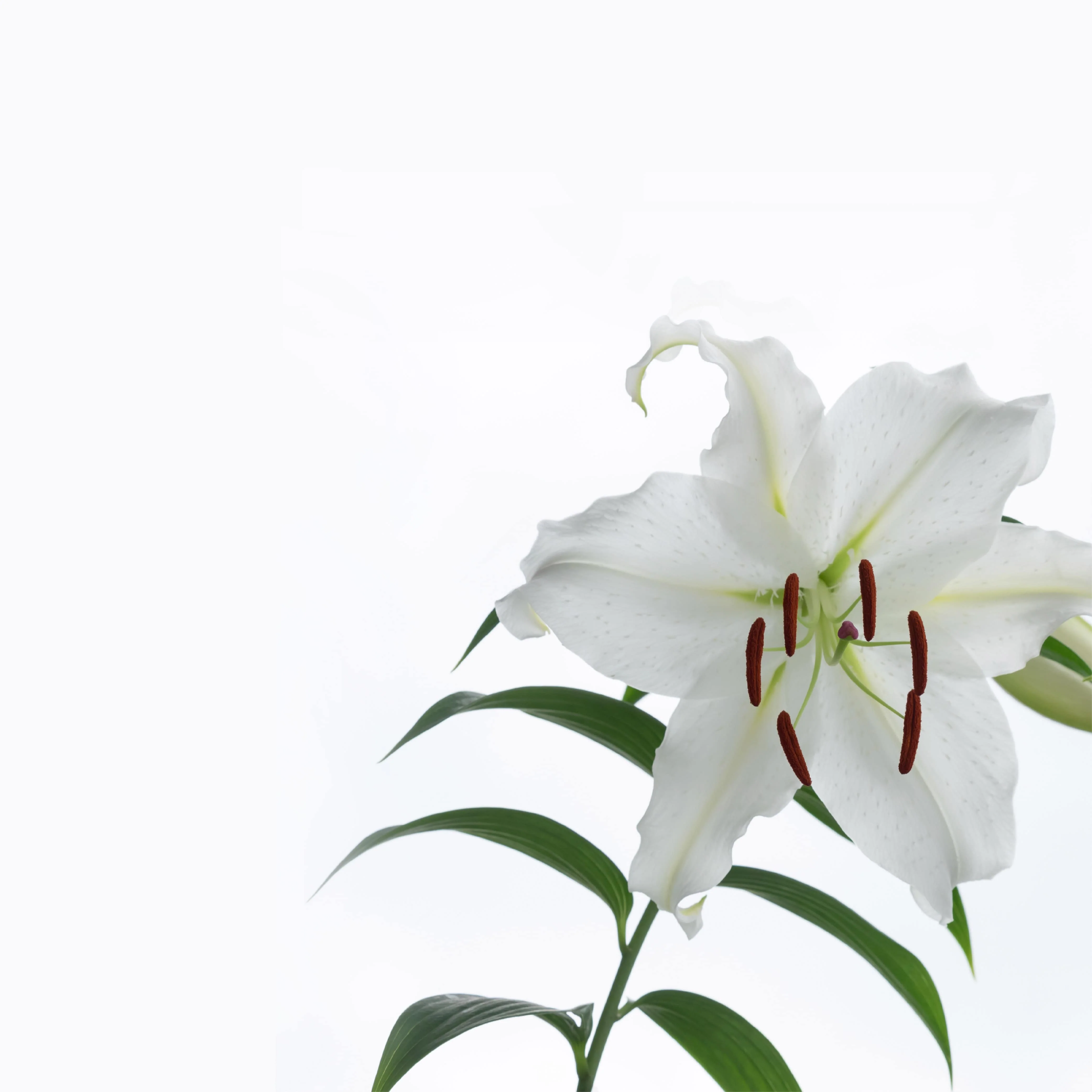 NO. 1106 Fragrance Oil for Soaps & Candles - Inspired by: Casablanca Lily by Bath & Body Works - Image 2