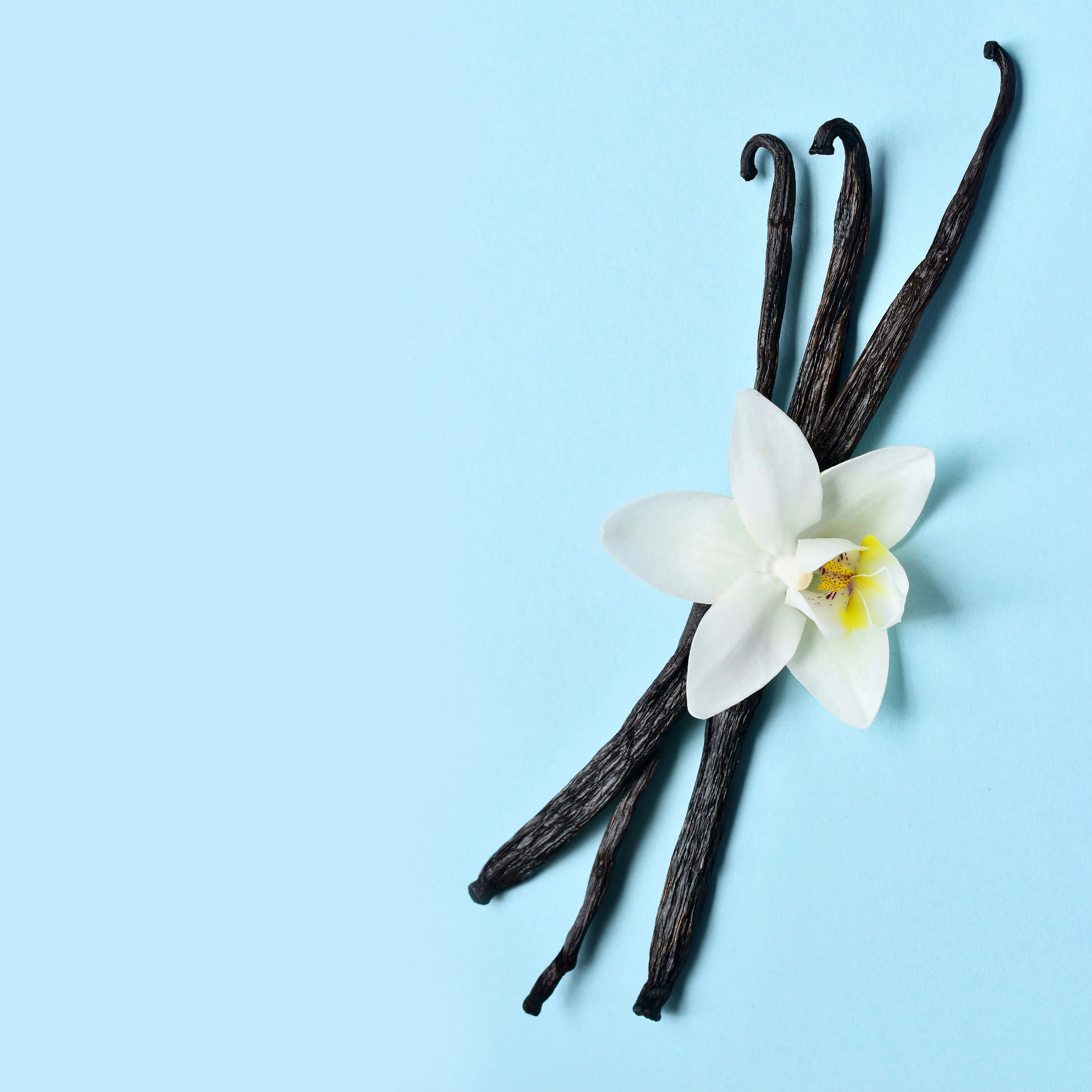 NO. 1113 Fragrance Oil for Cold Air Diffusers - Inspired by: Iced Vanilla Woods by Bath & Body Works - Image 2