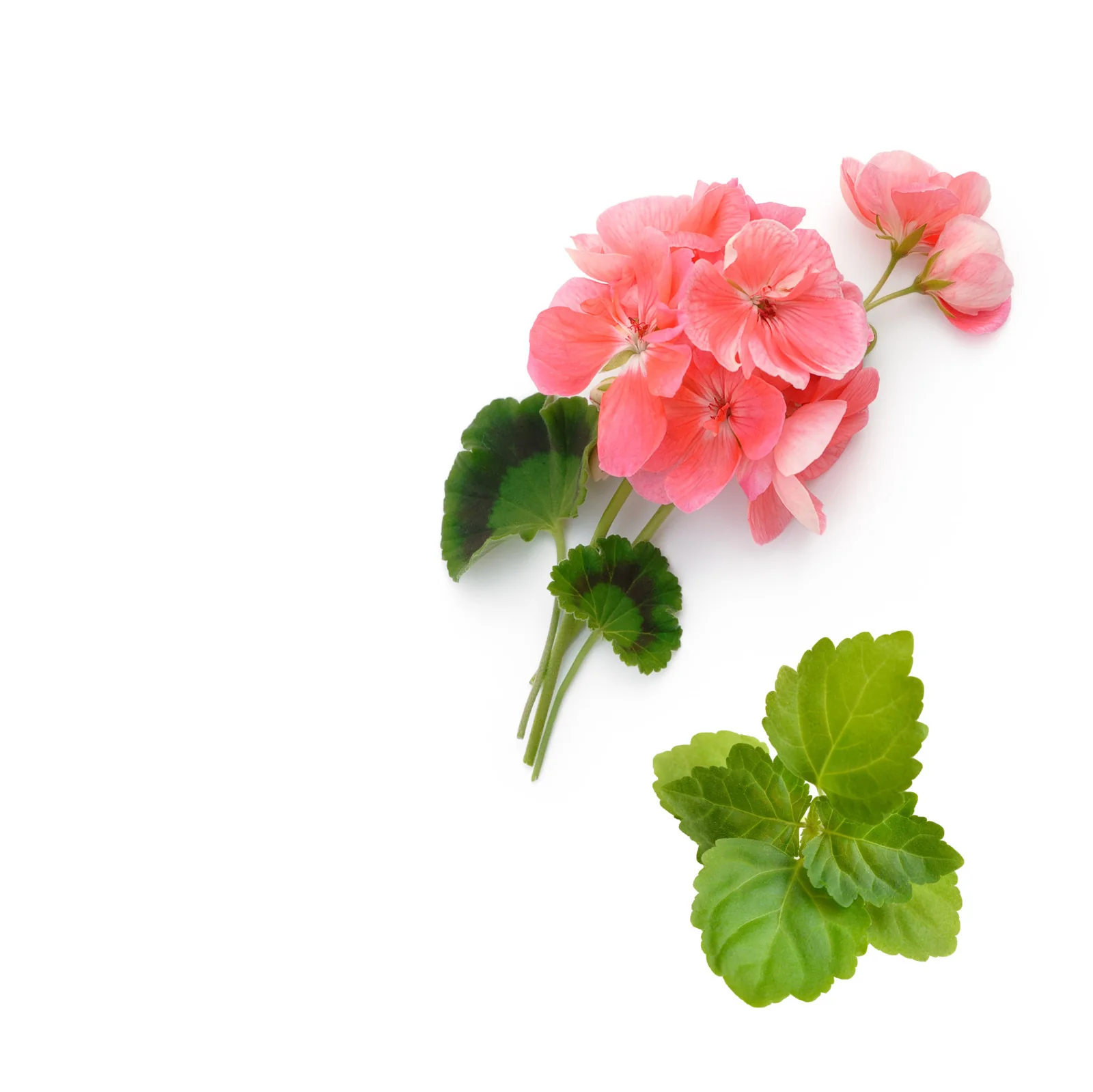 NO. 1202 Fragrance Oil for Soaps & Candles - Inspired by: Eau de Minthé by Diptyque - Image 2