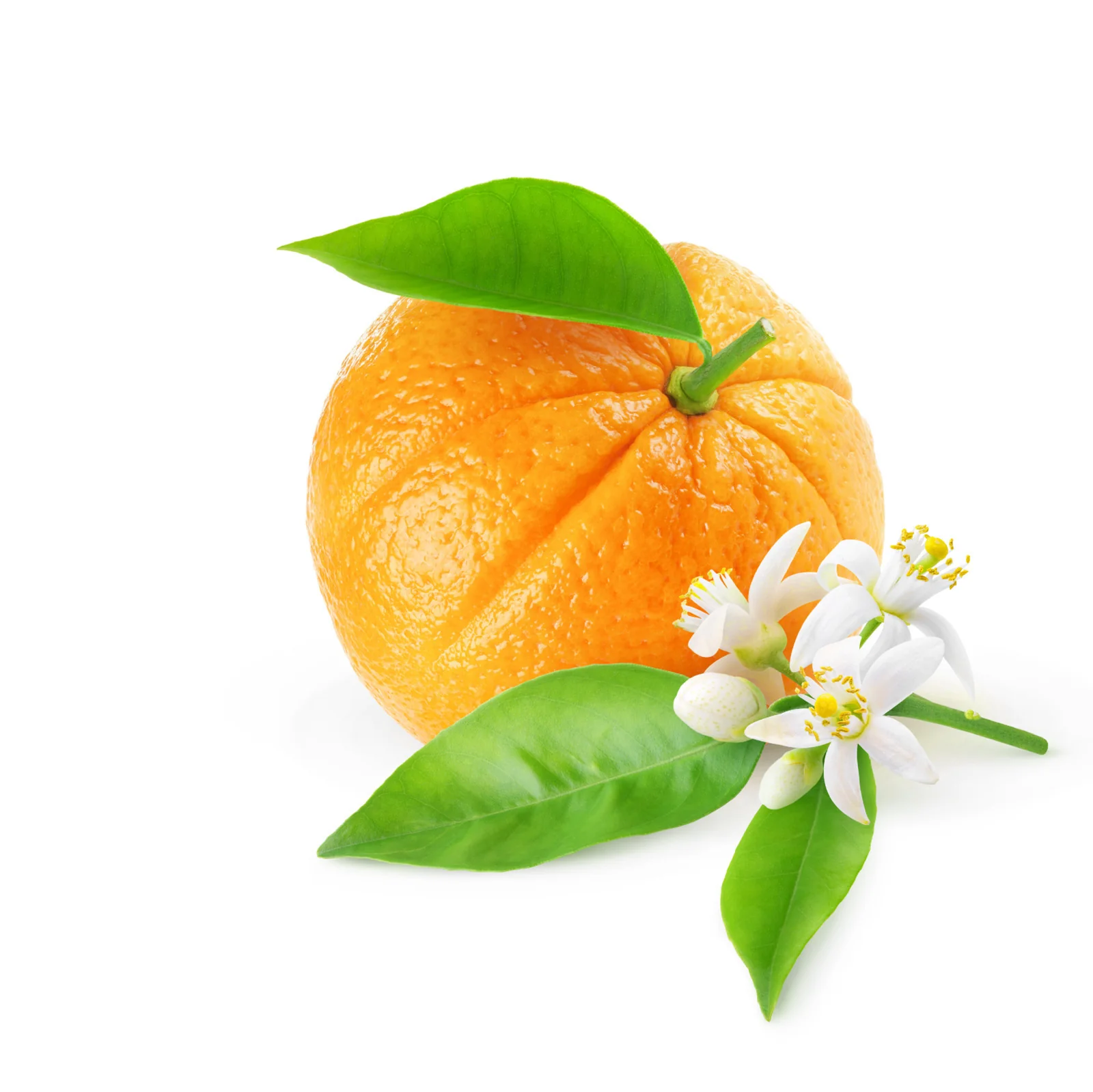 NO. 1204 Fragrance Oil for Cold Air Diffusers - Inspired by: Fleur D'Oranger by Diptyque - Image 2