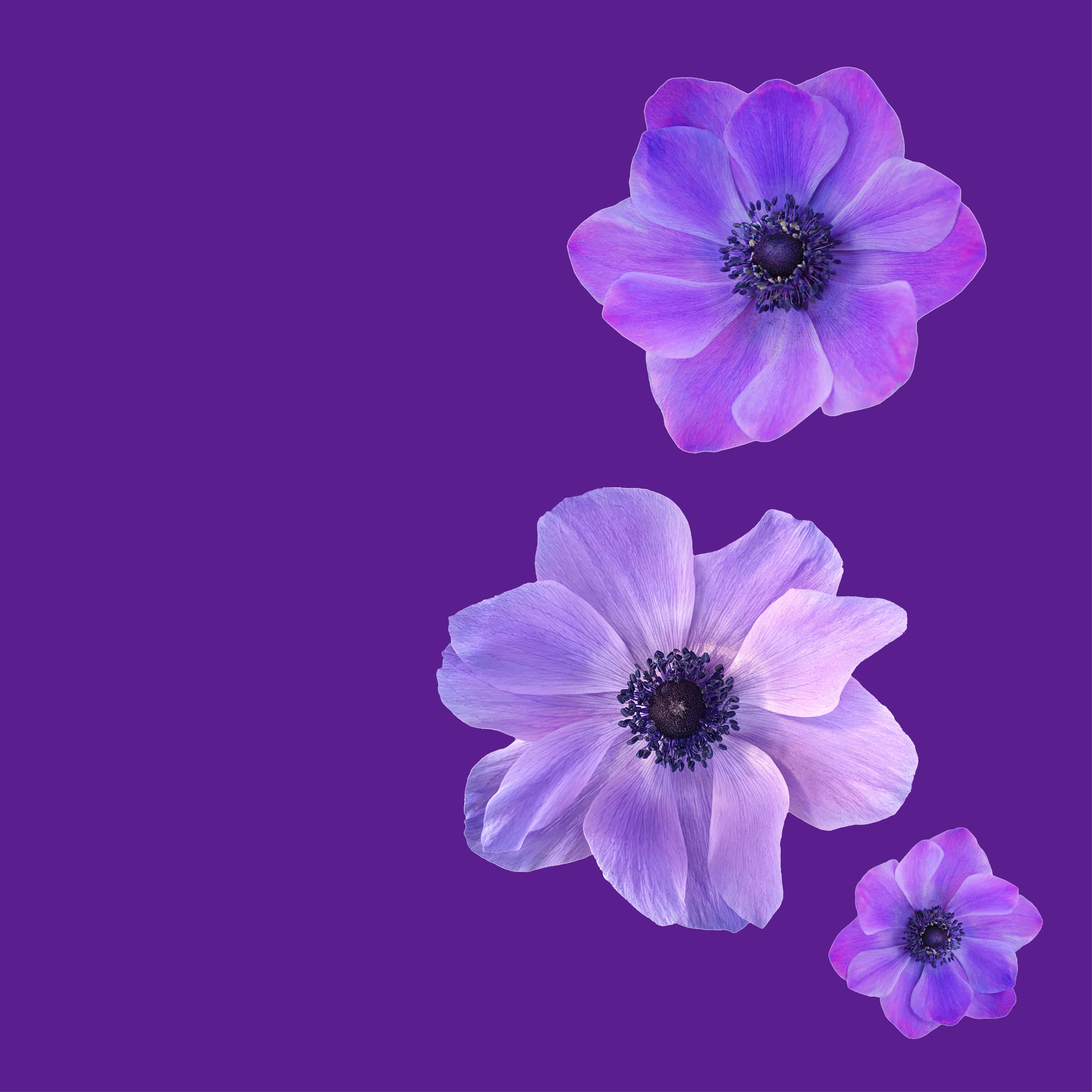 NO. 1601 Fragrance Oil for Soaps & Candles - Inspired by: Love Spell by Victoria's Secret - Image 2