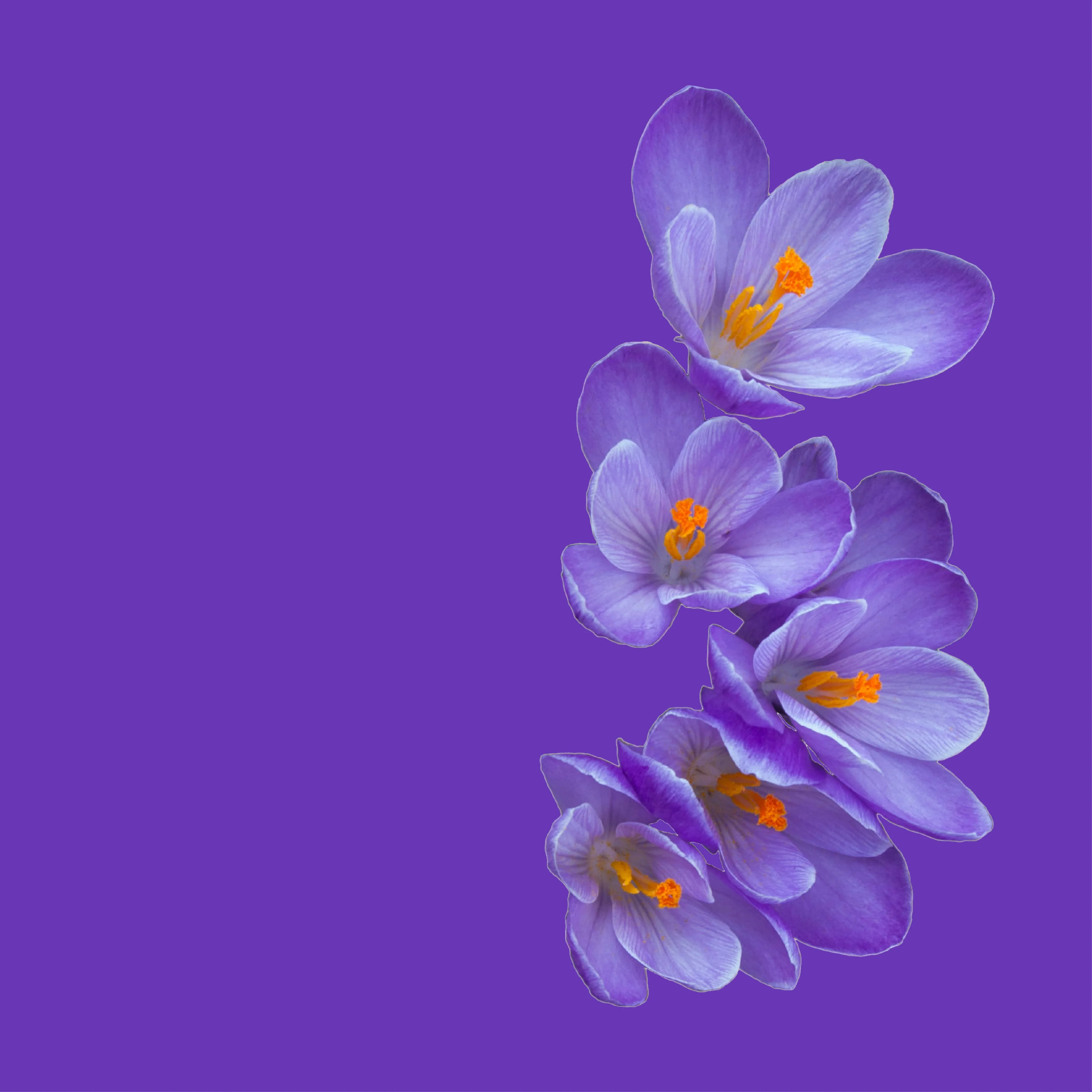 NO. 31 Fragrance Oil for Soaps & Candles - Flannel - Image 2
