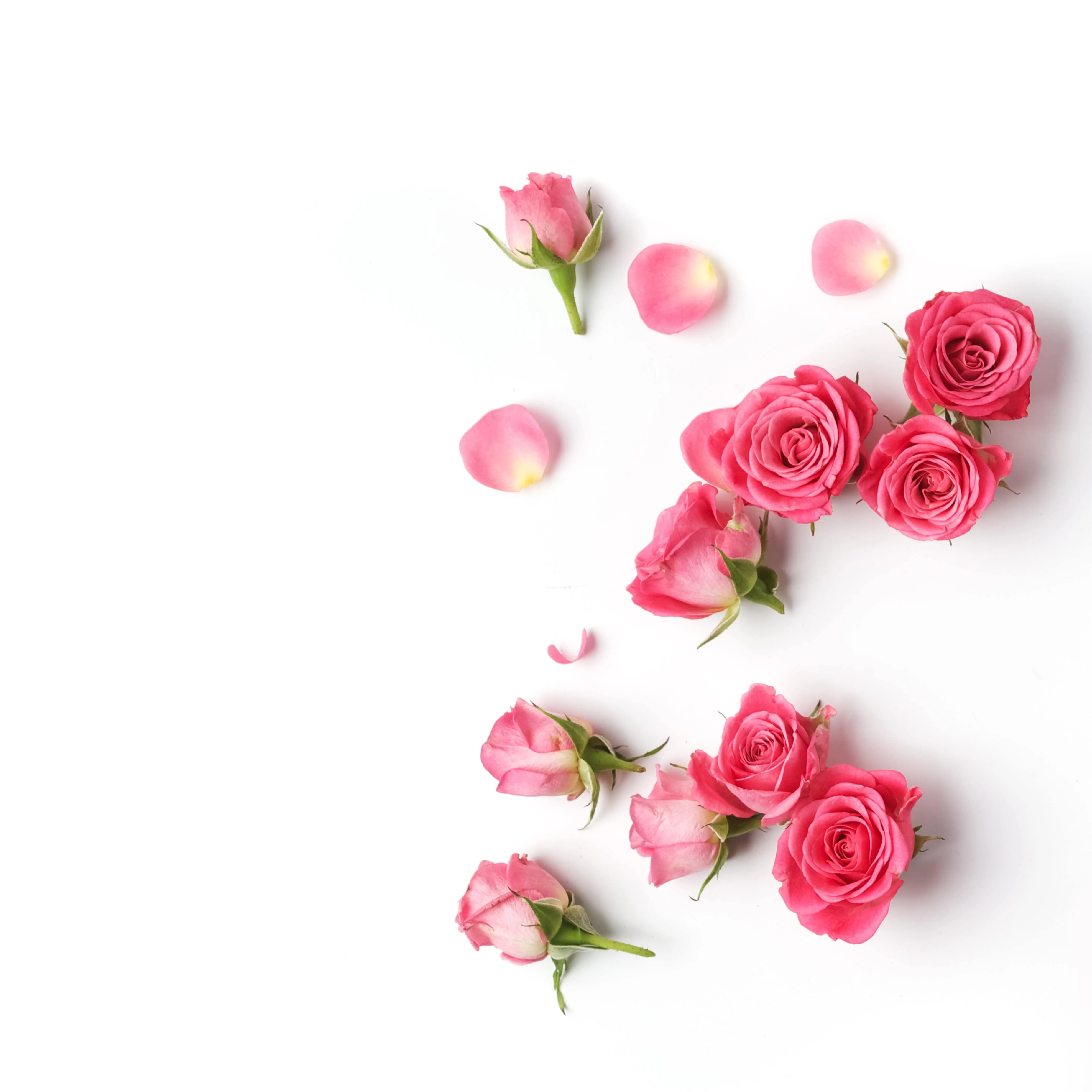 NO. 33 Fragrance Oil for Cold Air Diffusers - Fresh Cut Roses - Image 2