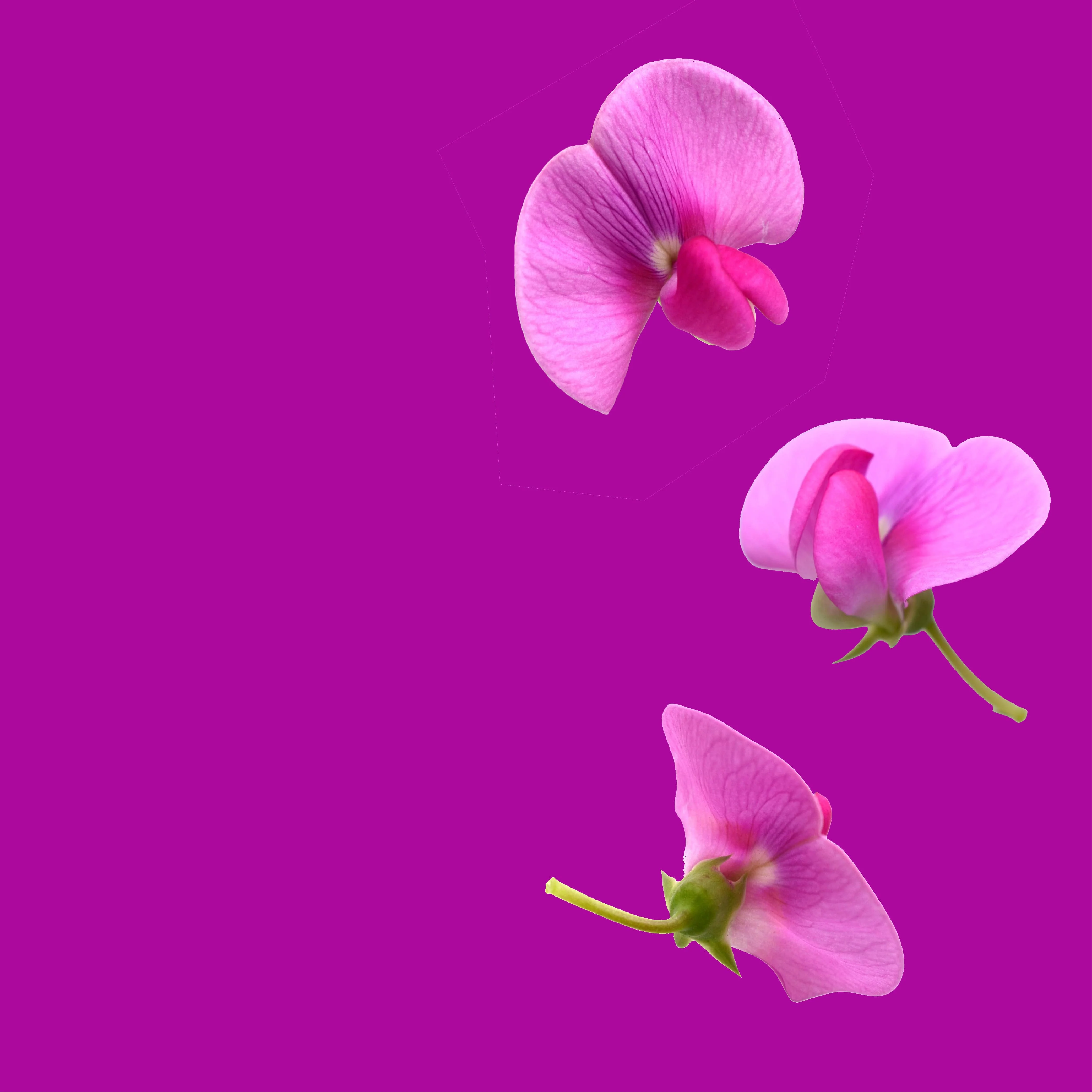 NO. 37 Fragrance Oil for Soaps & Candles - Garden Sweet Pea - Image 2