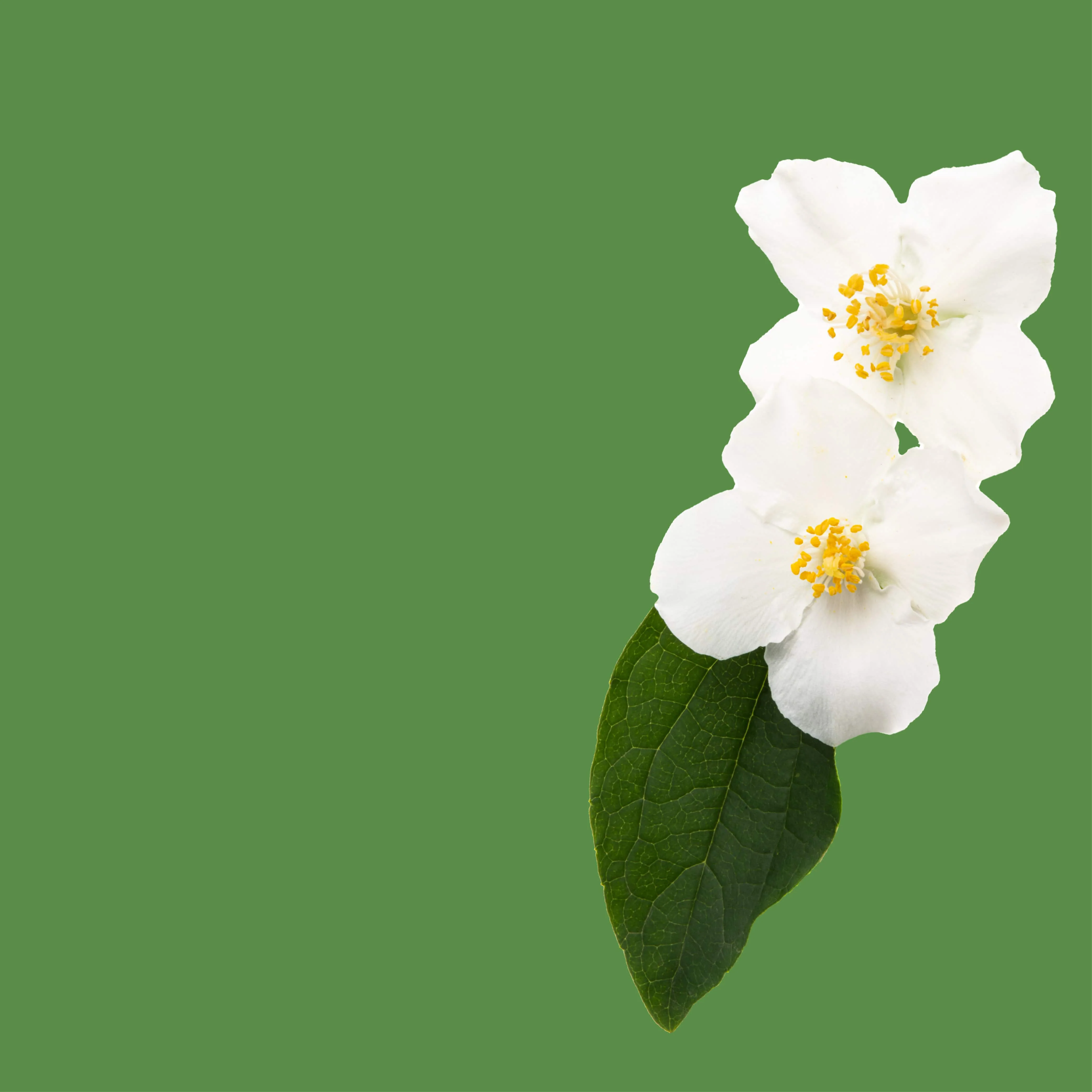 NO. 38 Fragrance Oil for Soaps & Candles - Gardenia - Image 2