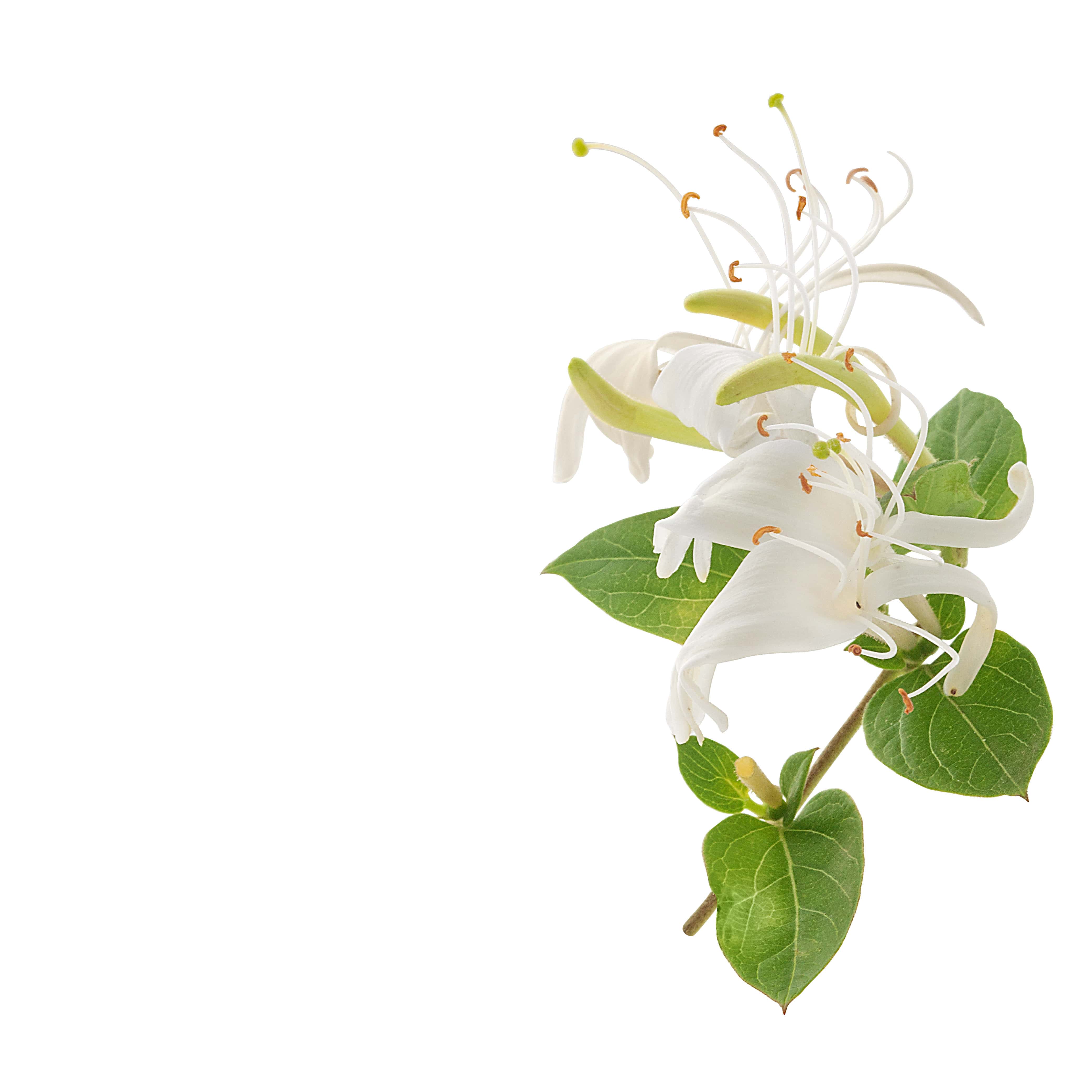 NO. 42 Fragrance Oil for Soaps & Candles - Honeysuckle - Image 2