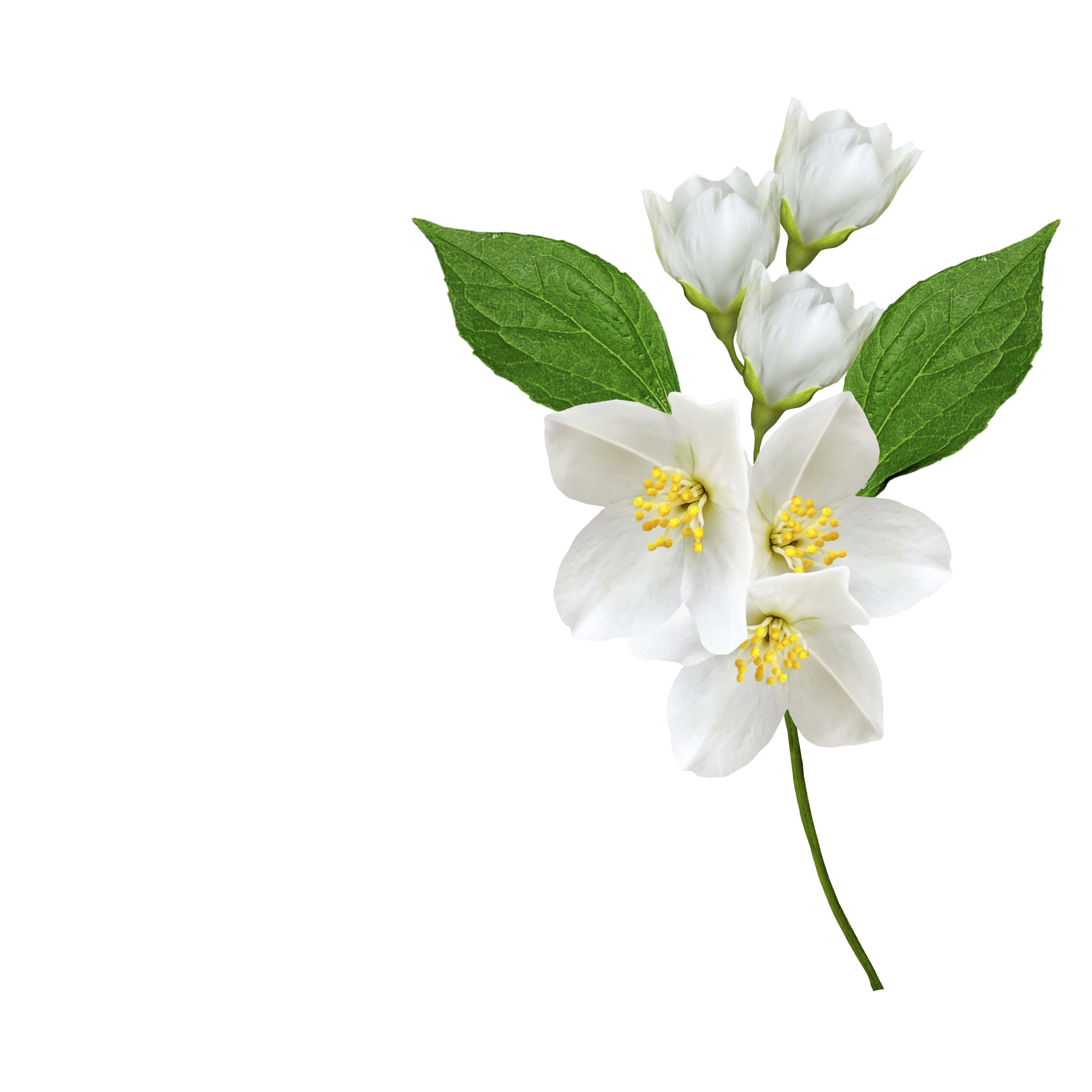 NO. 44 Fragrance Oil for Soaps & Candles - Jasmine - Image 2