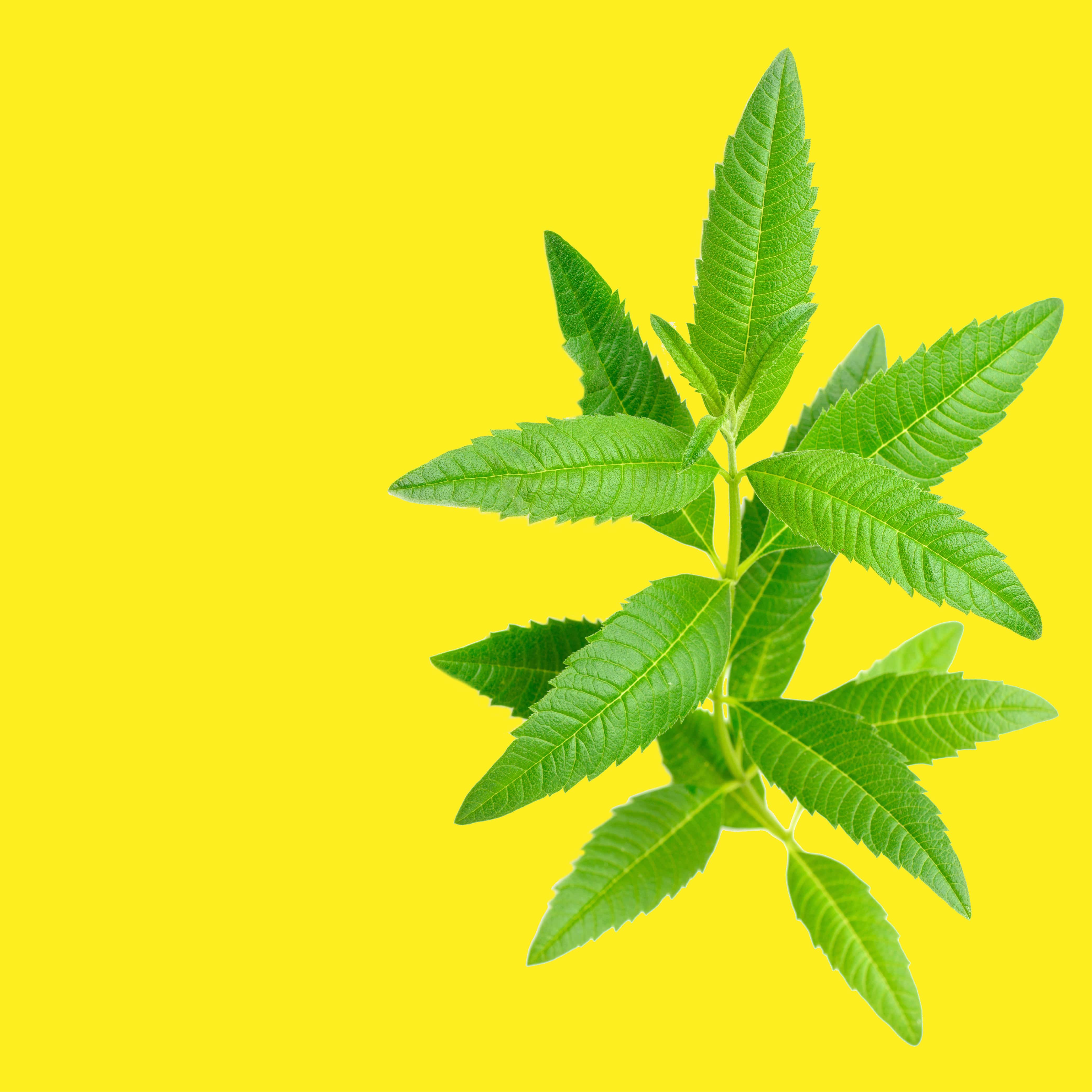 NO. 48 Fragrance Oil for Cold Air Diffusers - Lemon Verbena - Image 2