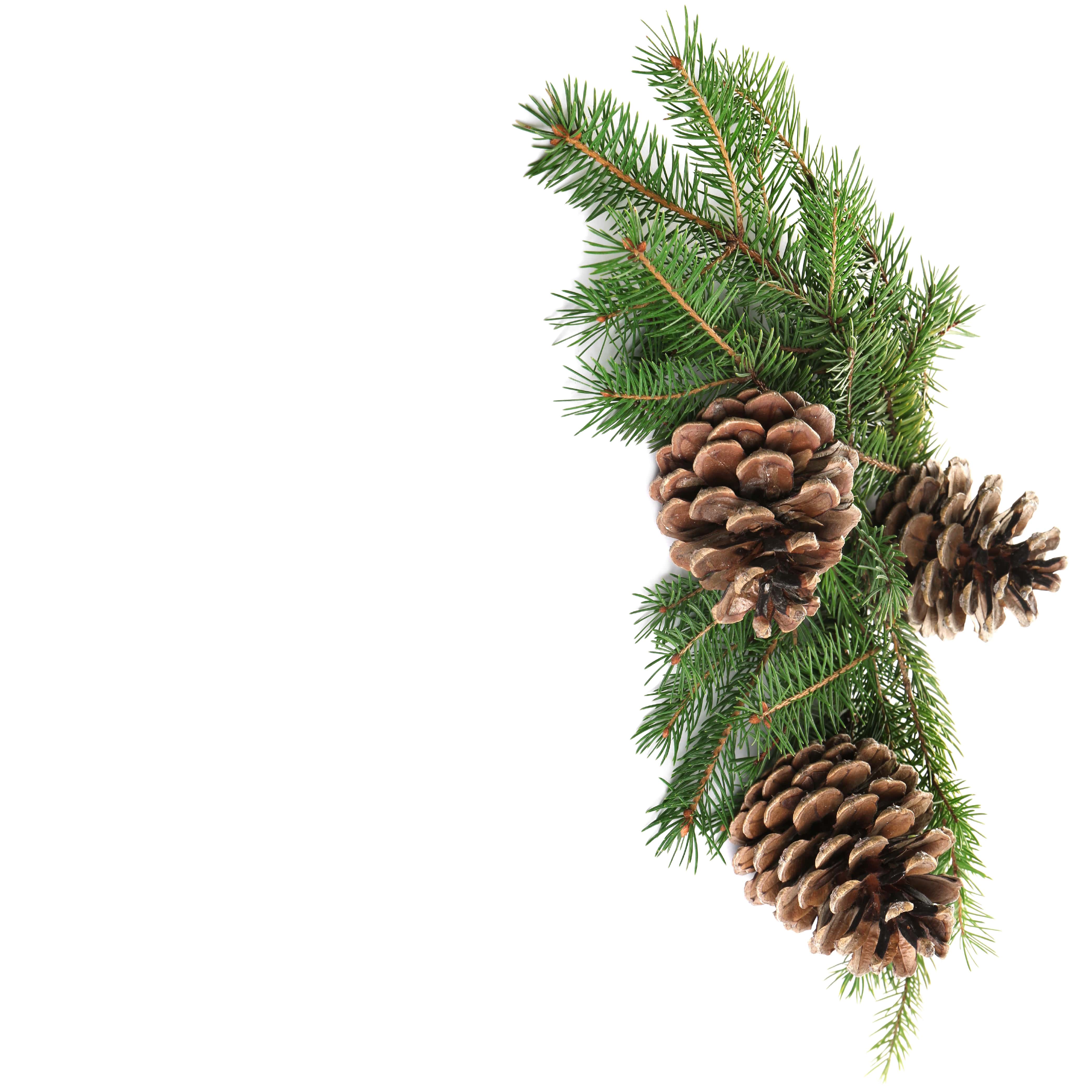 NO. 66 Fragrance Oil for Soaps & Candles - Roasted Pine Cone - Image 2