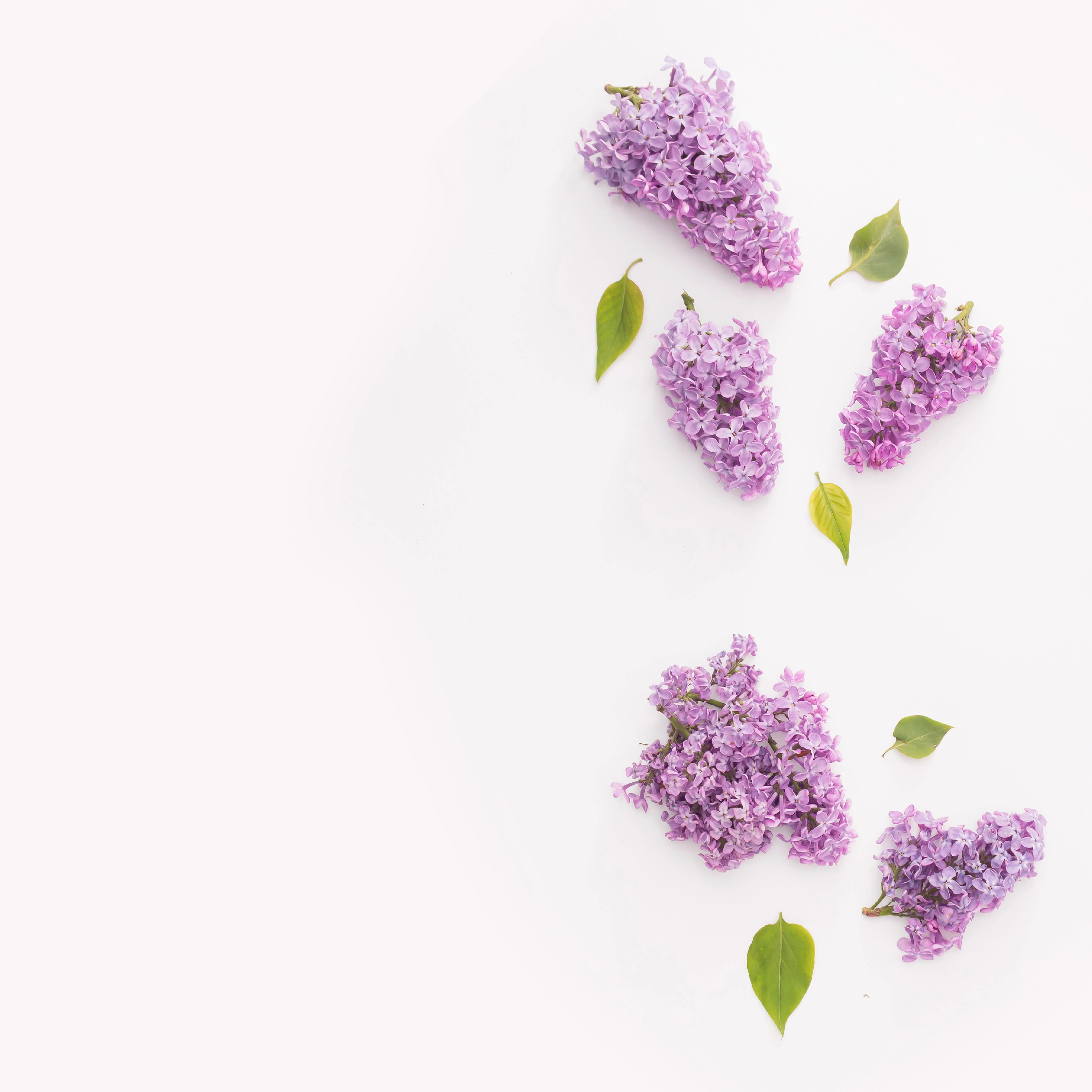 NO. 67 Fragrance Oil for Cold Air Diffusers - Spa Retreat - Image 2